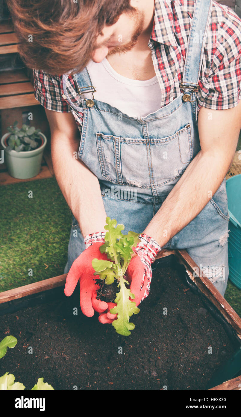 Young gardener planting lettuce in container Stock Photo