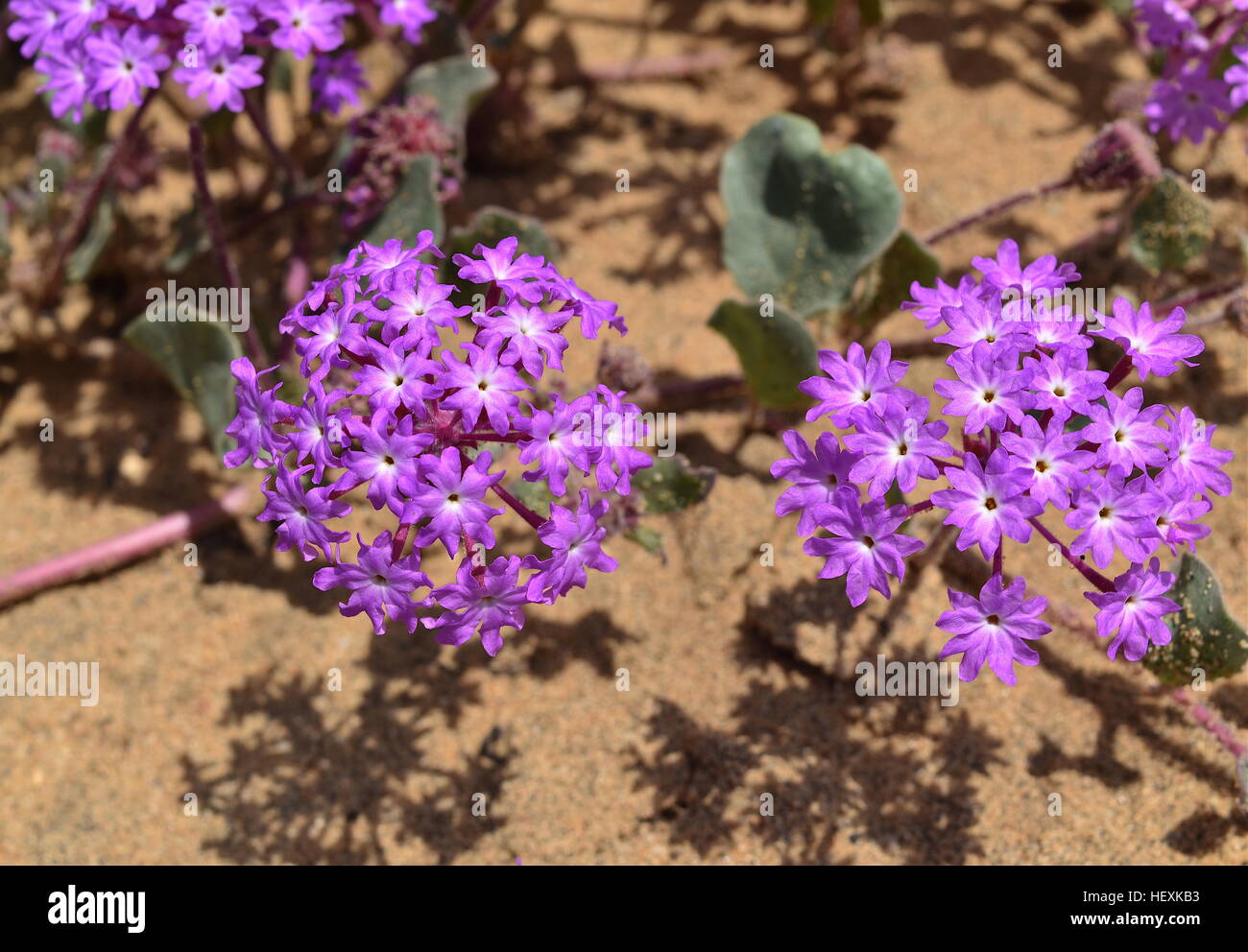 Closeup of beach sand verbena flowers at Torrey Pines State Reserve Stock Photo