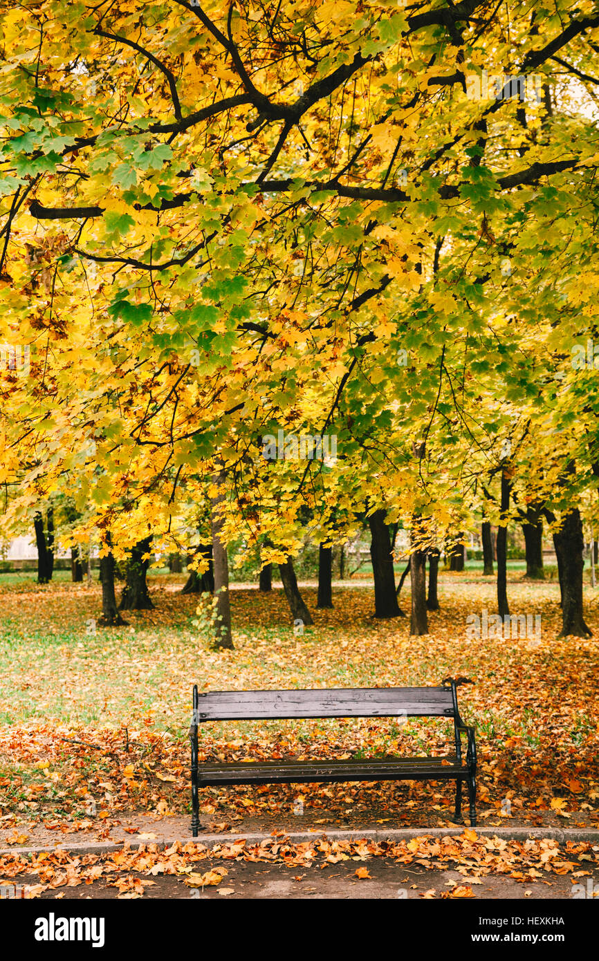 Wooden bench under colorful autumnal tree Stock Photo - Alamy