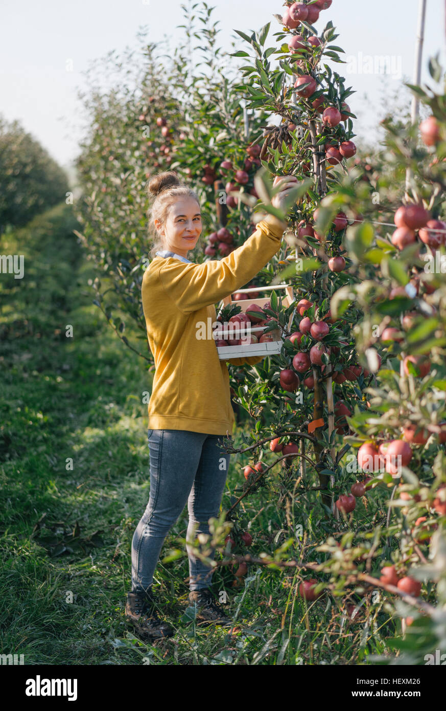Young woman harvesting apples Stock Photo Alamy