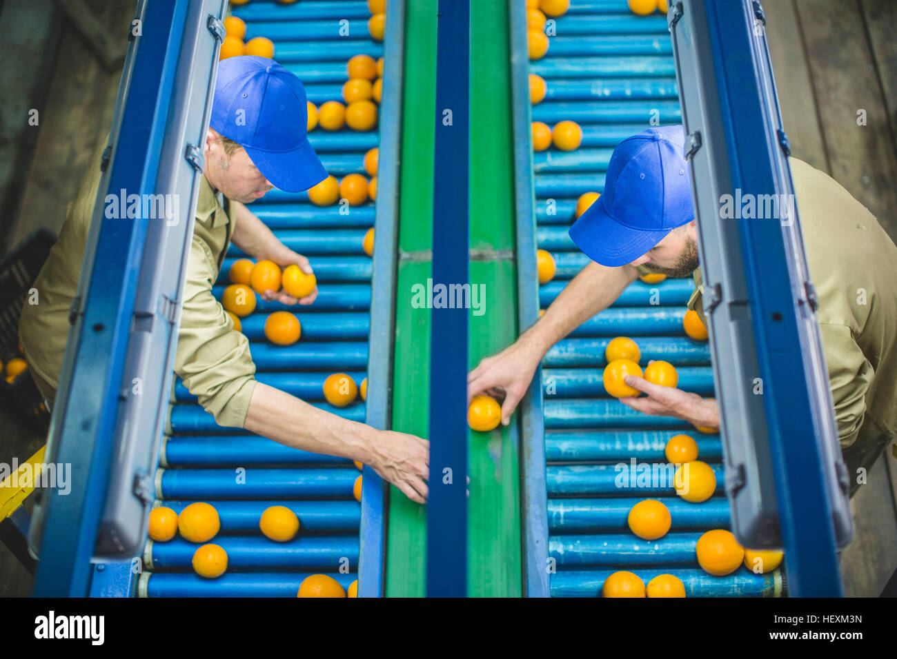 Workers on orange farm picking oranges from conveyor belt Stock Photo Alamy