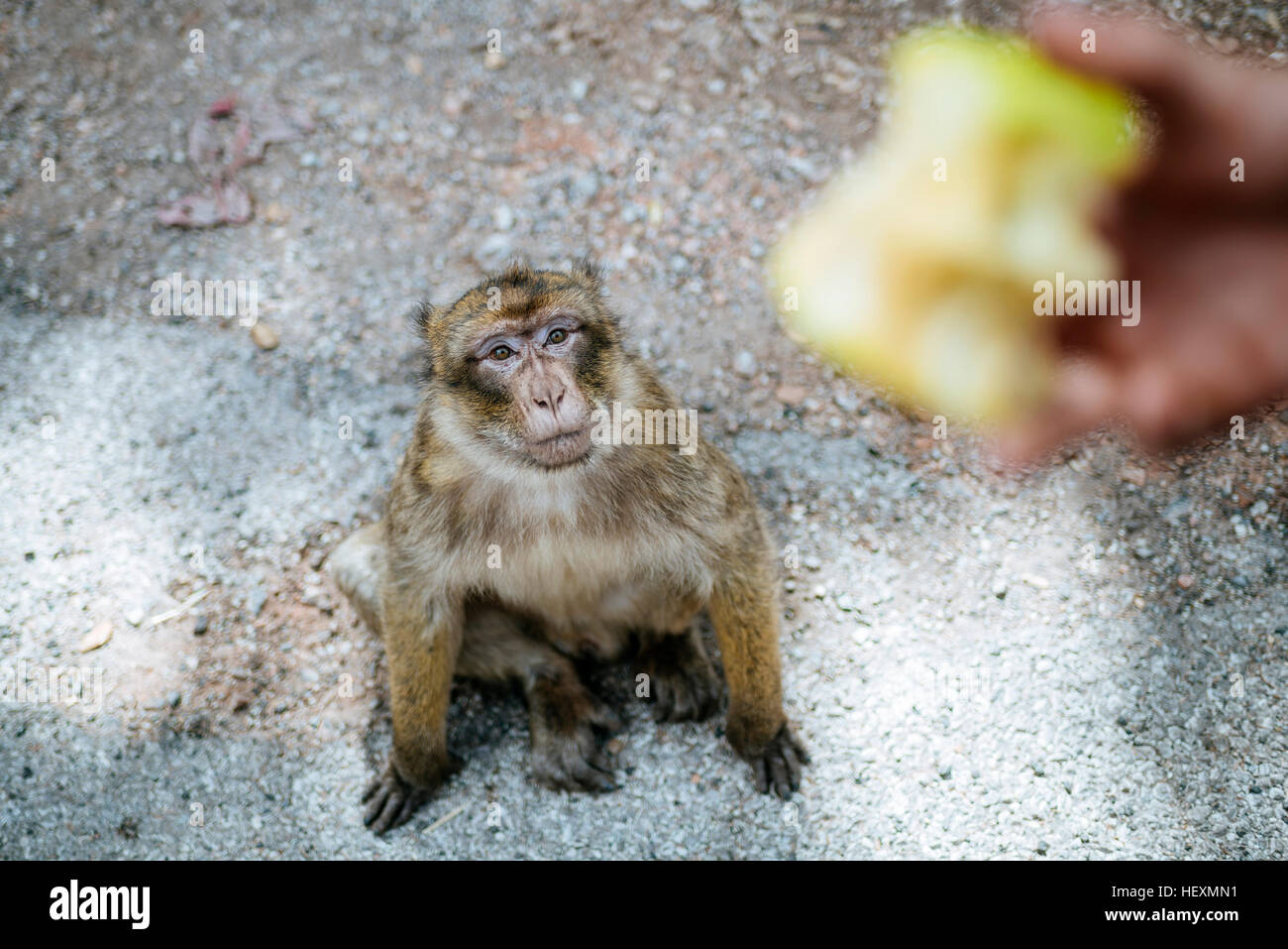 Morocco, Meknes-Tafilalet, Ifrane National Park, Barbary monkey looking at an apple Stock Photo