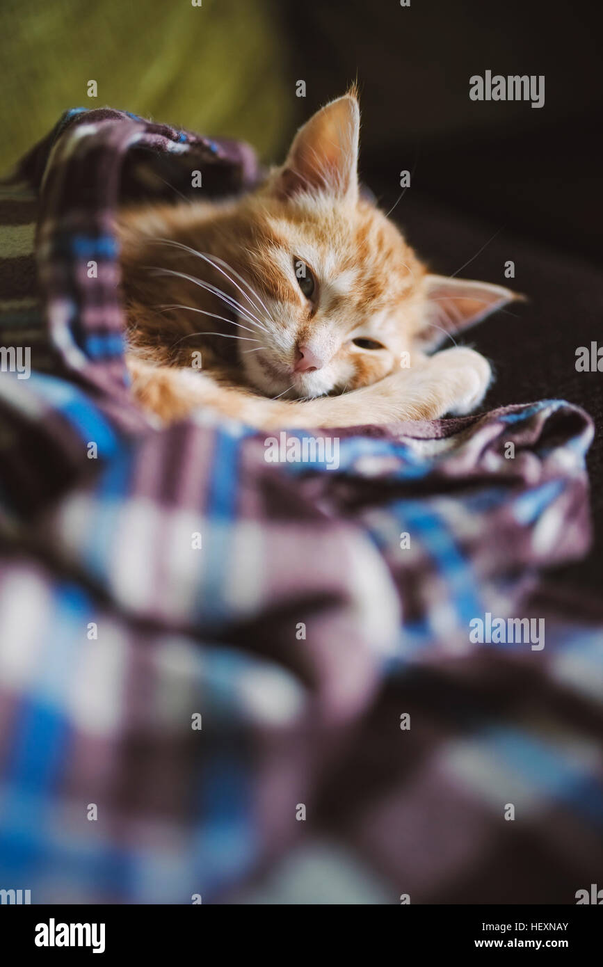 Tabby kitten resting on a blanket Stock Photo