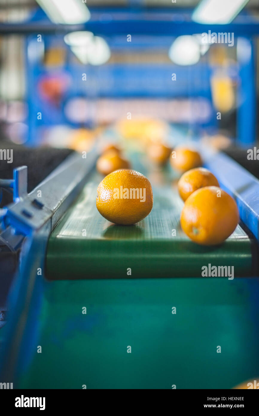 Oranges on conveyor belt Stock Photo