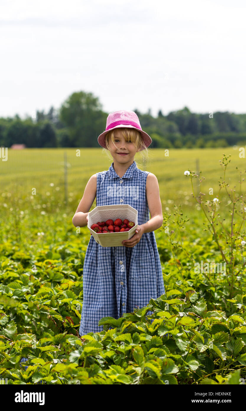 Little girl showing picked strawberries on strawberry field Stock Photo ...