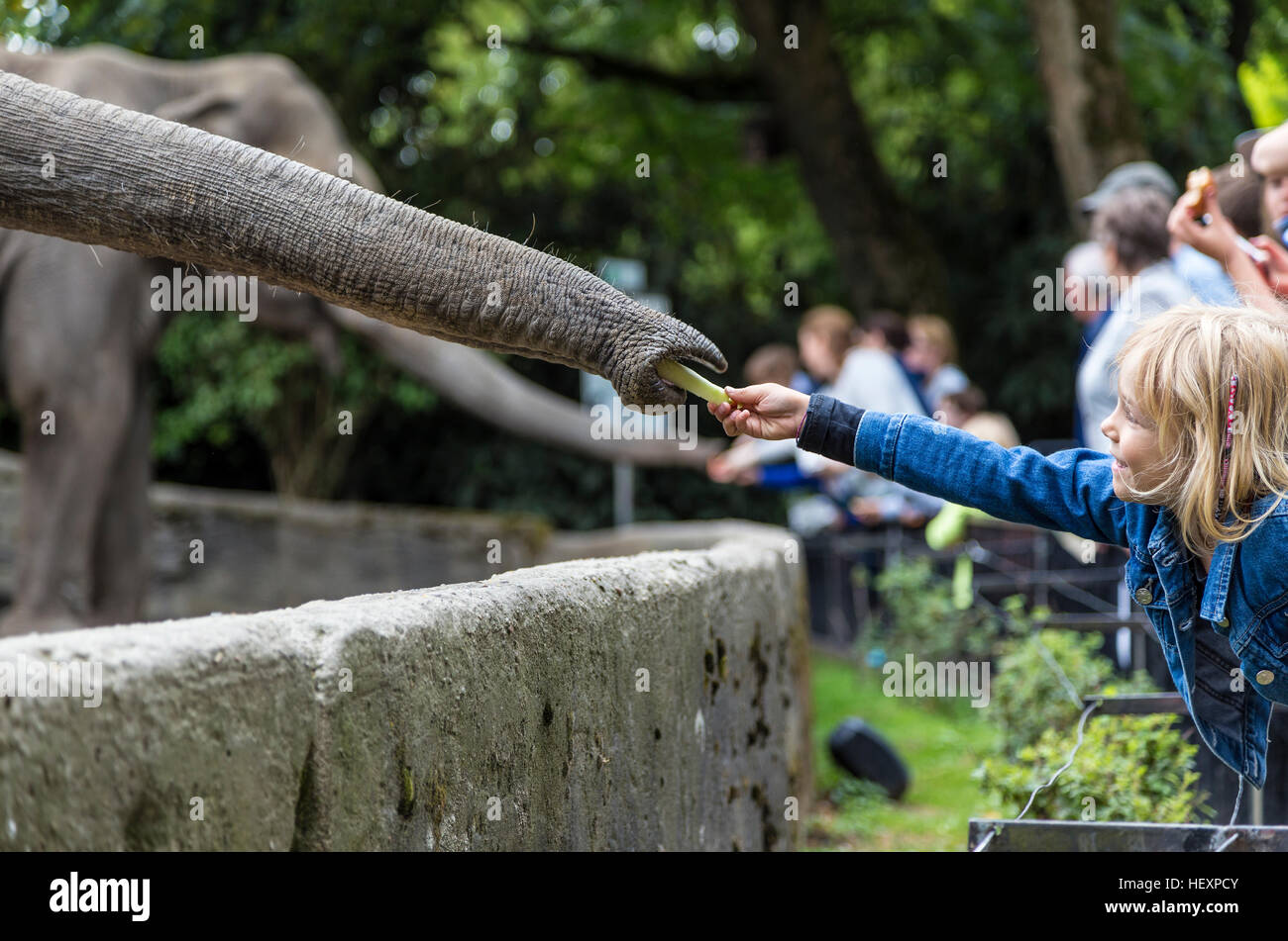 Girl in zoo feeding elephant Stock Photo Alamy