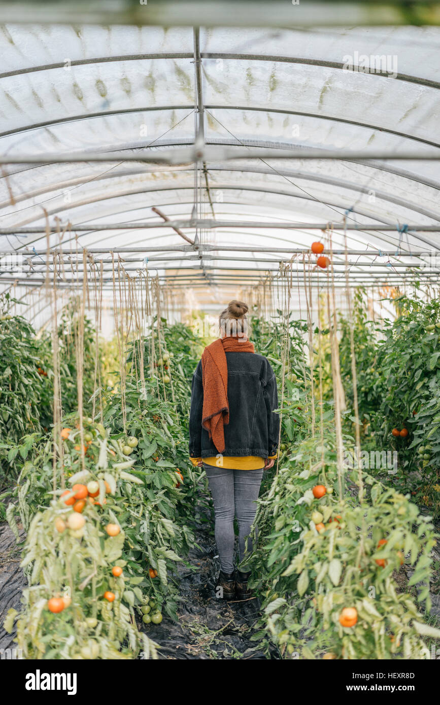 Young woman in greenhouse with tomato plants Stock Photo - Alamy