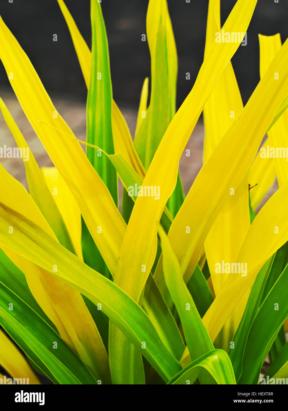 closeup shot of green and yellow leaves of a Crinum asiaticum or poison bulb, giant crinum lily, grand crinum lily, spider lily Stock Photo