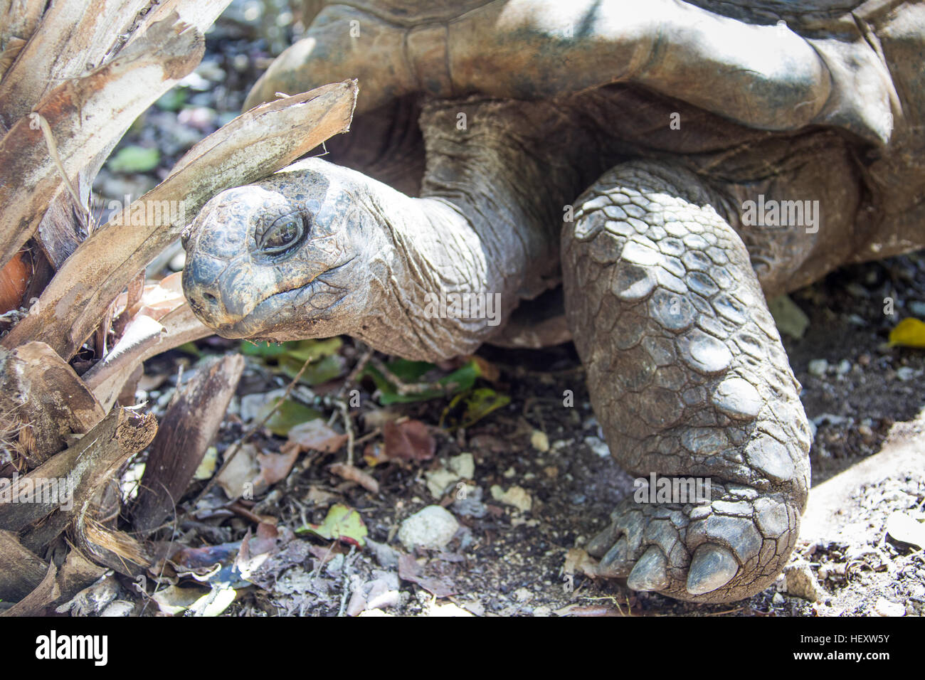 Aldabra turtle, Ile aux Aigrettes Nature Reserve, Mauritius Stock Photo