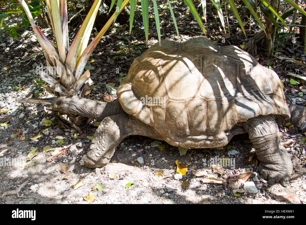 Albadra hi-res stock photography and images - Alamy