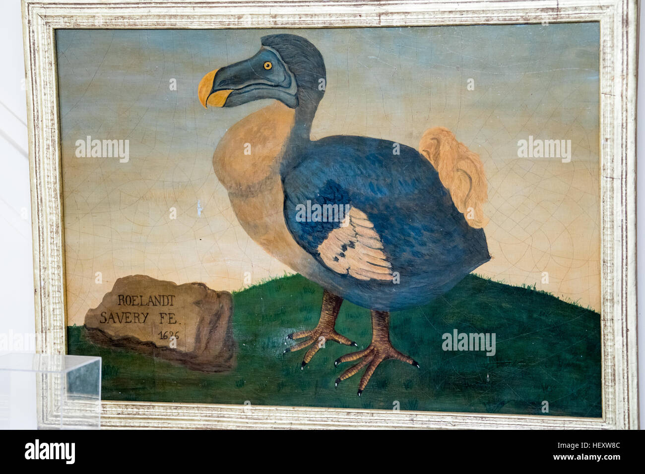 Dodo Head bird painting, Raphus cuculla us, Mauritius Stock Photo