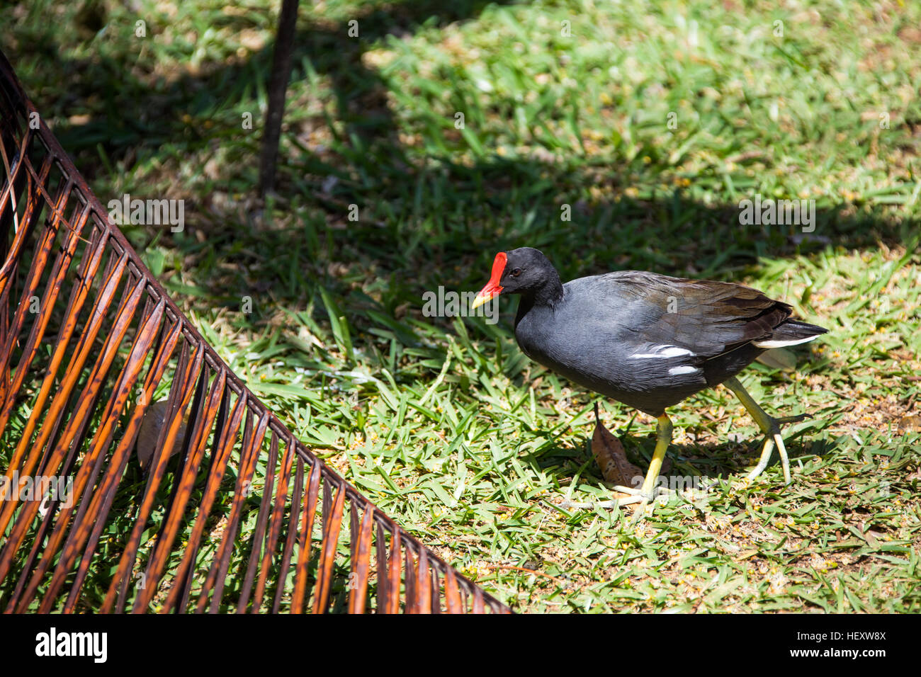 Poule d'Eau or American Coot, Sir Seewoosagur Ramgoolam Botanic Garden, Pamplemousses, Mauritius Stock Photo