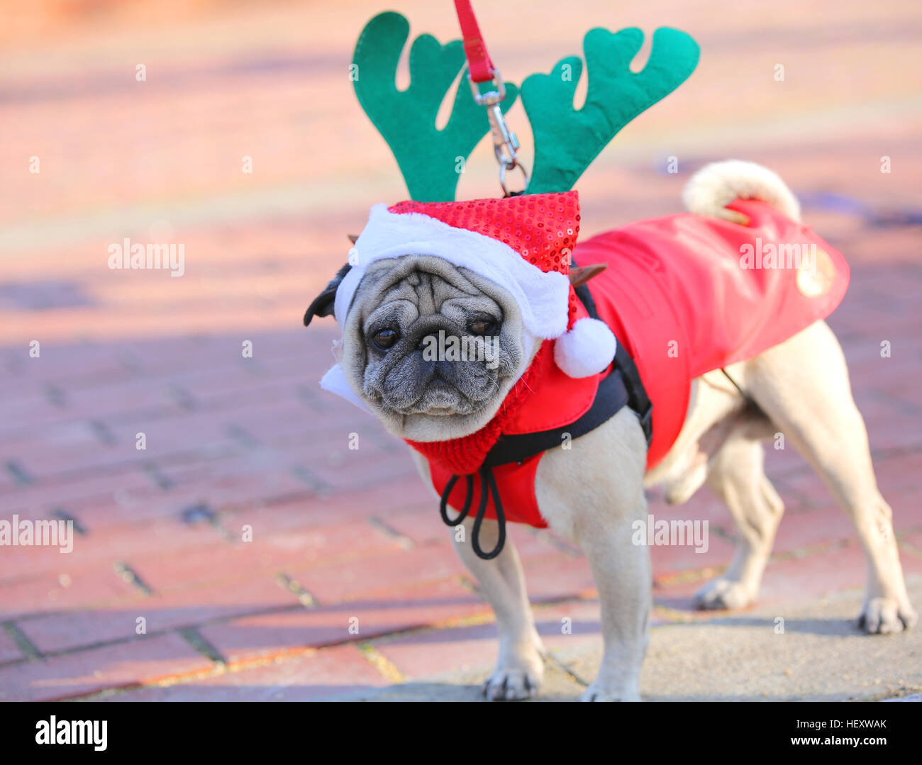pugs dressed up for christmas Discover 120 Pugs dressed up and pugs ideas