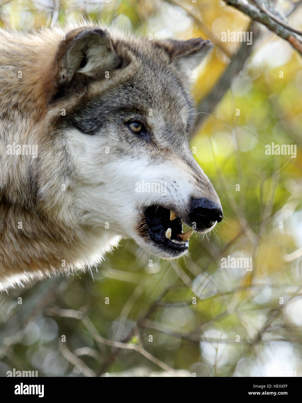 Side view portrait of a snarling wolf Stock Photo