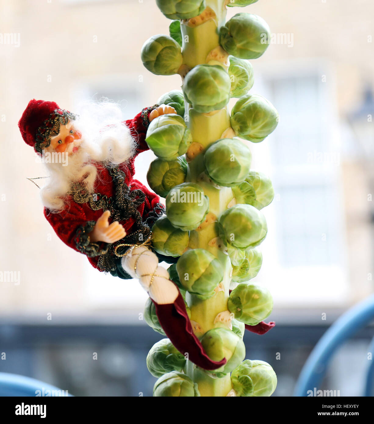 Father Christmas sprouts climbing tree xmas dinner Stock Photo Alamy
