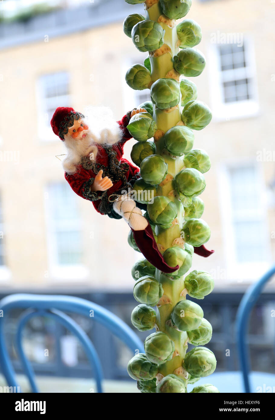Father Christmas sprouts climbing tree xmas dinner Stock Photo Alamy