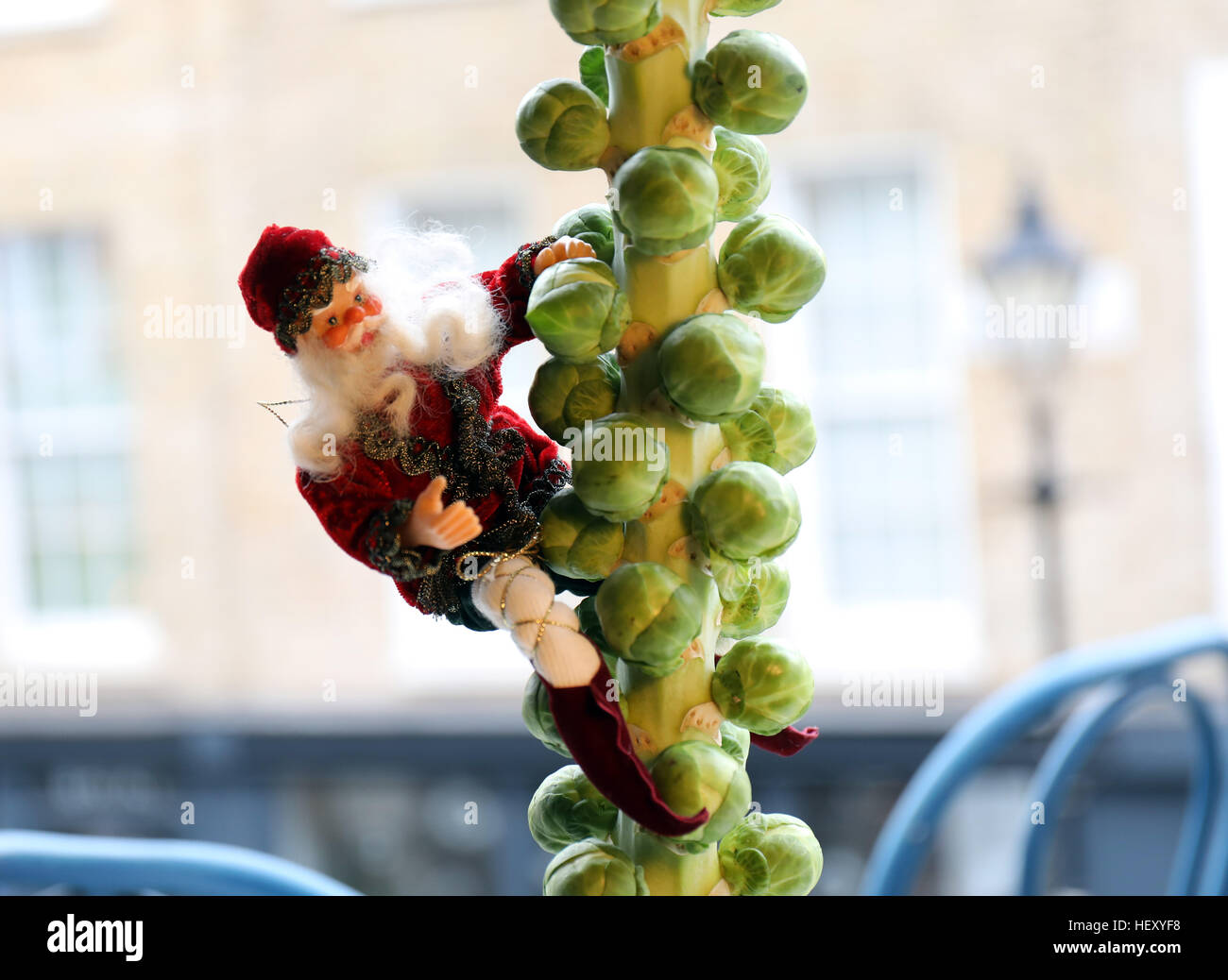 Father Christmas sprouts climbing tree xmas dinner Stock Photo Alamy