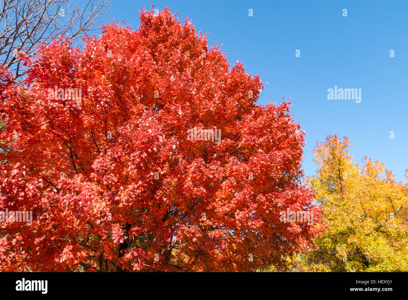Brilliant Red Oak Tree in Central Park during the Fall Season, New York