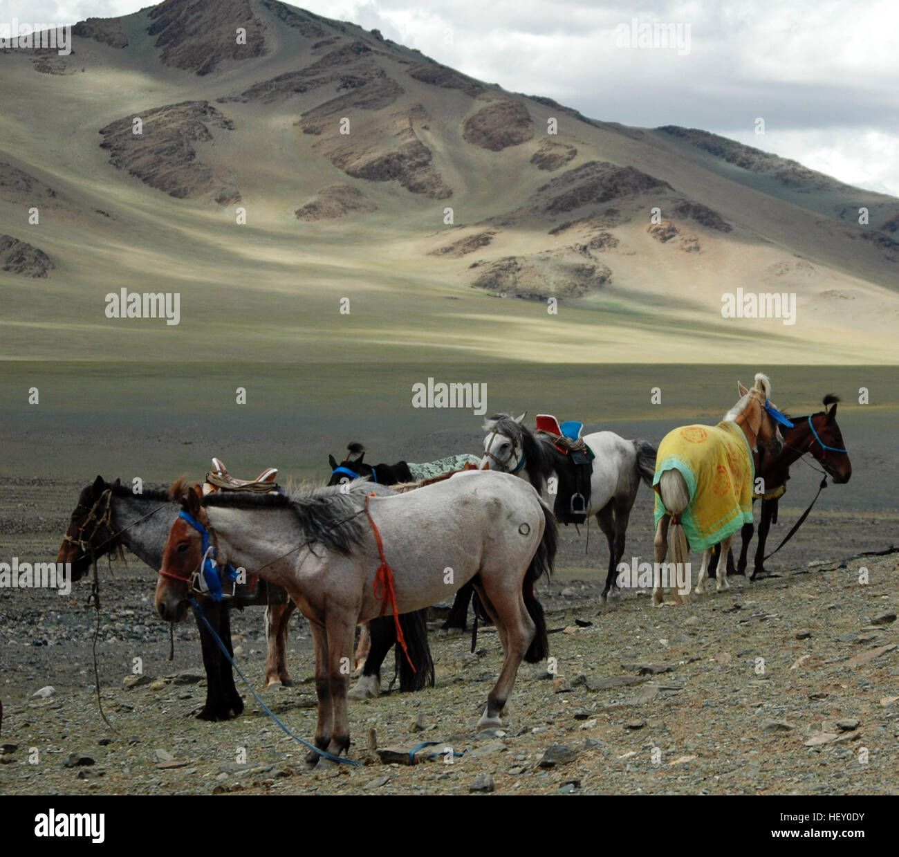 Mongolian race horses at the end of the Nadaam race, Rashaant, Bayan-Ulgii, Mongolia Stock Photo