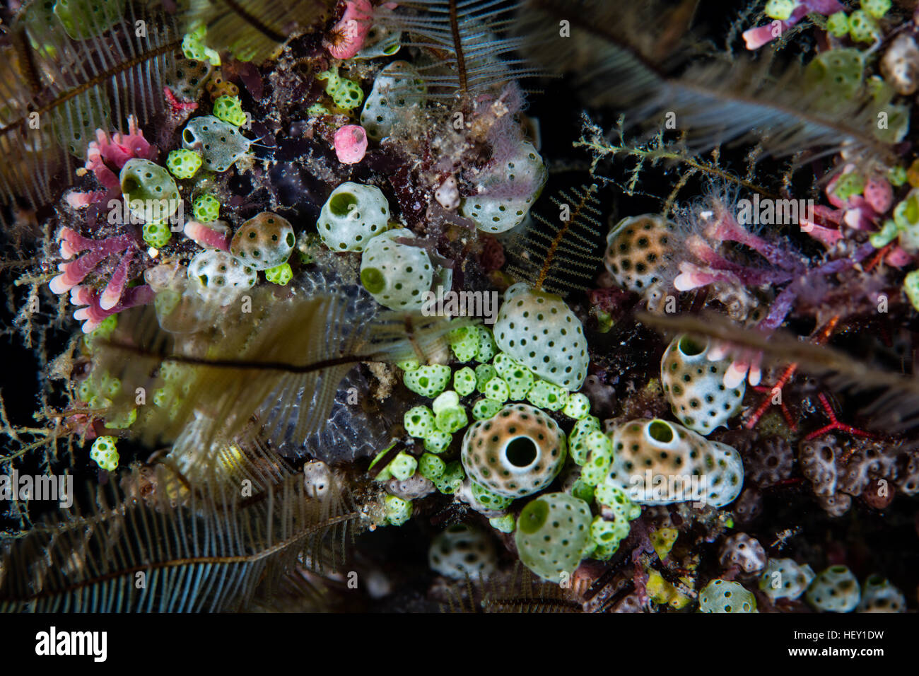 Colorful tunicates, hydroids, and other invertebrates grow on a coral reef in the Solomon Islands. Stock Photo