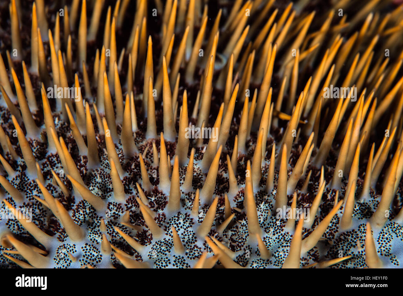 Abstract crown of thorns hi-res stock photography and images - Alamy