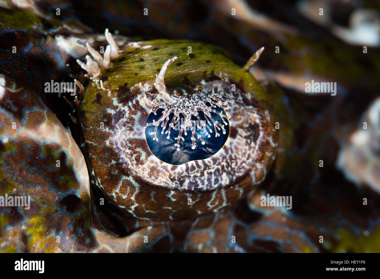 Detail of the eye of a Crocodilefish (Cymbacephalus beauforti). This predator lives on reefs throughout the Indo-Pacific region. Stock Photo