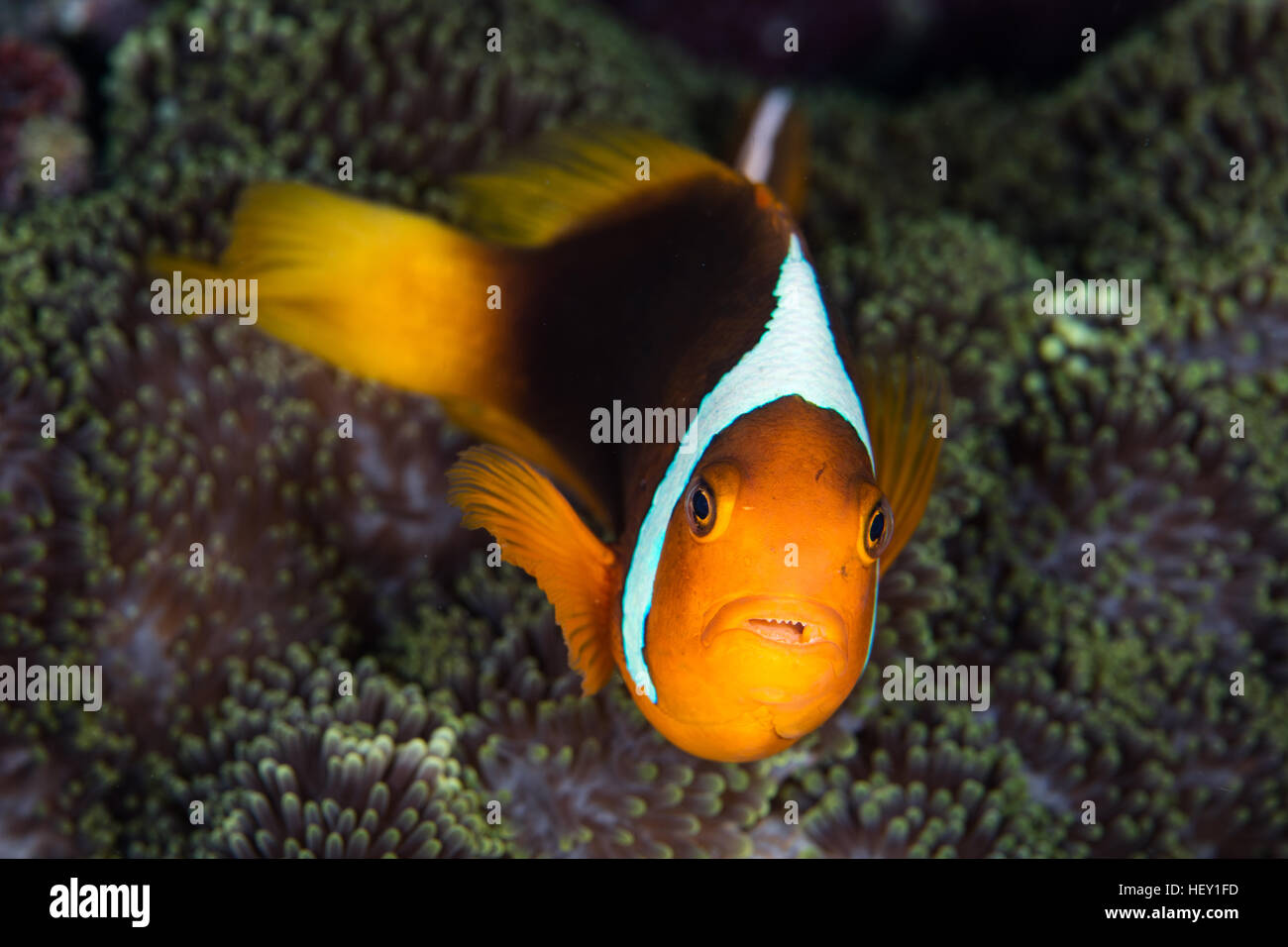 A White Bonnet anemonefish (Amphiprion leucokranos) swims close to the tentacles of its host anemone in the Solomon Islands. Stock Photo