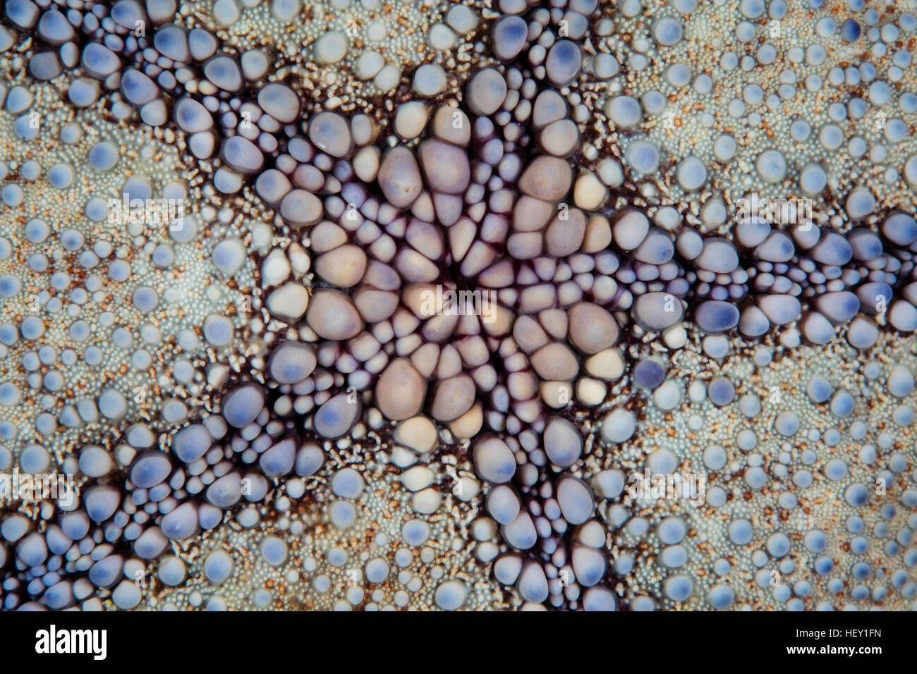 Detail of a Pin cushion starfish (Culcita sp.) on a reef in the Solomon Islands. This star is found throughout the Indo-Pacific. Stock Photo