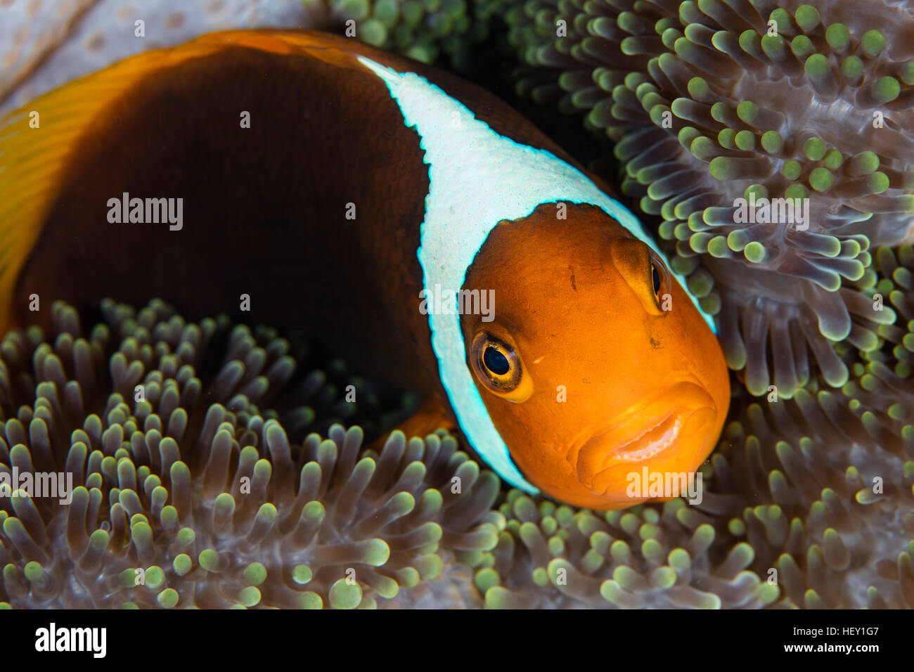 A White Bonnet anemonefish (Amphiprion leucokranos) swims among the tentacles of its host anemone in the Solomon Islands. Stock Photo