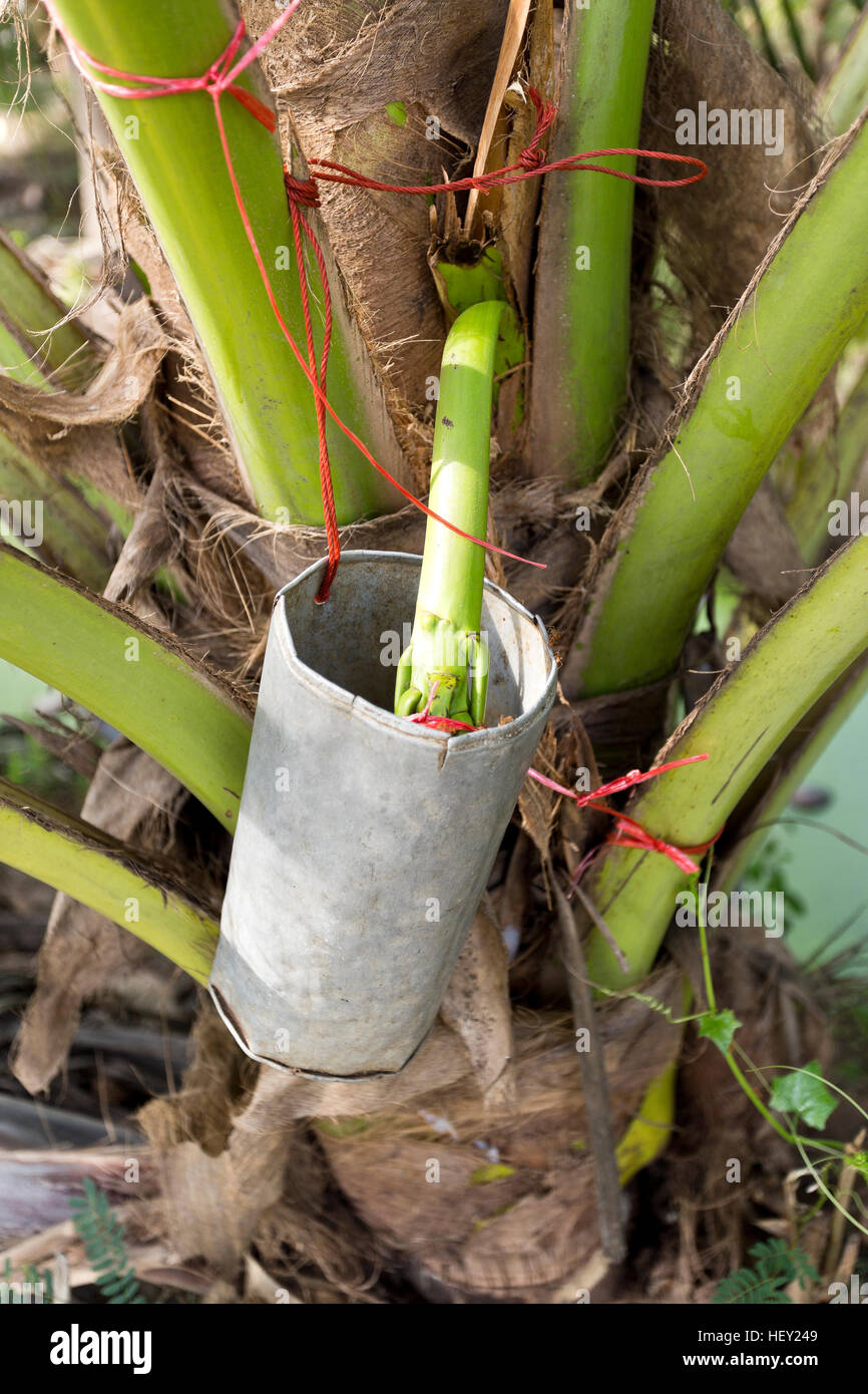 Collecting palm sap from the sugar palm, Arenga pinnata, or the nipa palm inflorescence to make sugar palm which is used in sweets and desserts, but a Stock Photo