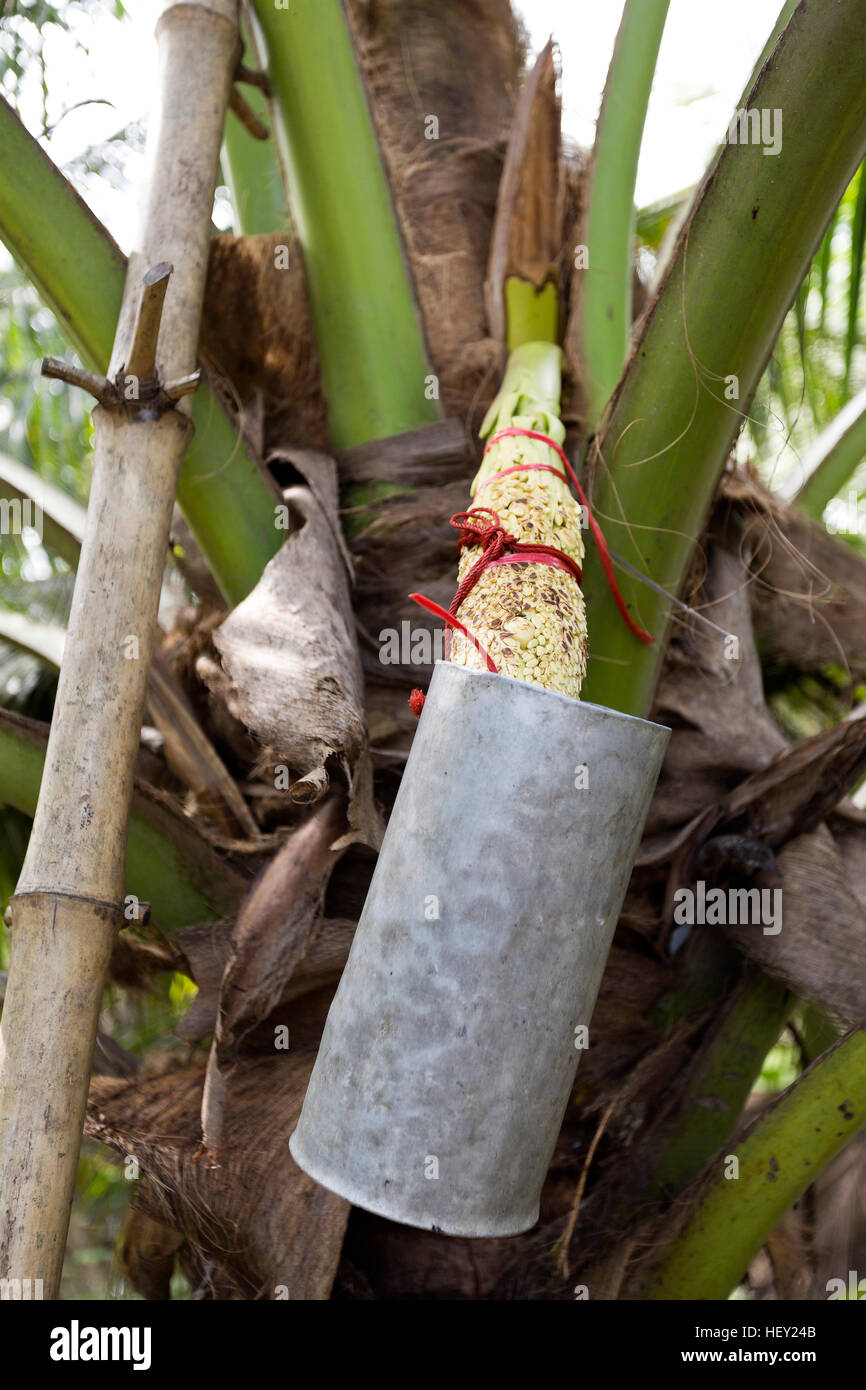 Collecting palm sap from the sugar palm, Arenga pinnata, or the nipa palm inflorescence to make sugar palm which is used in sweets and desserts, but a Stock Photo