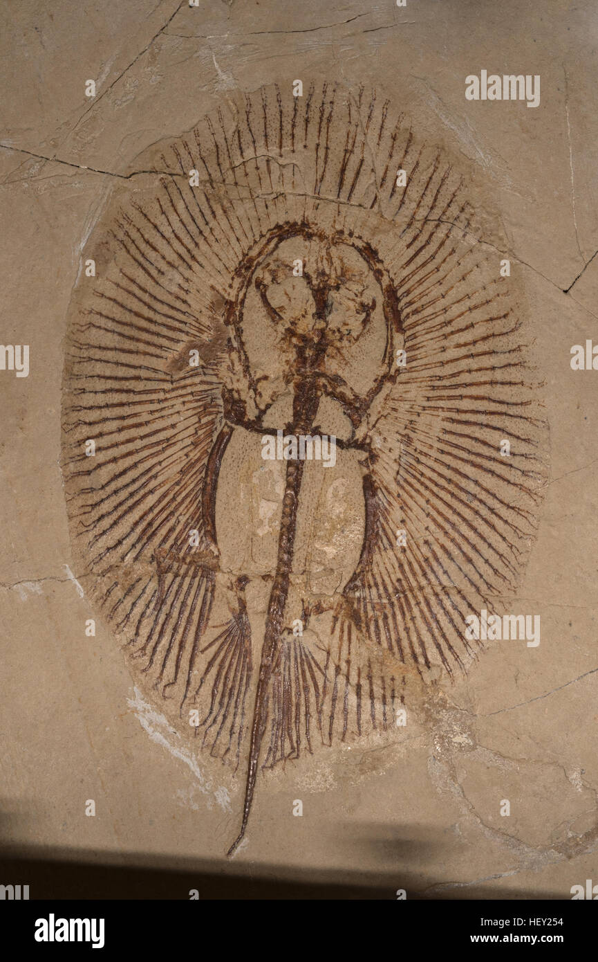 Stingray Fossil Fish, Cyclobatis sp., Cyclobatidae, Upper Cretaceous, Lebanon Stock Photo