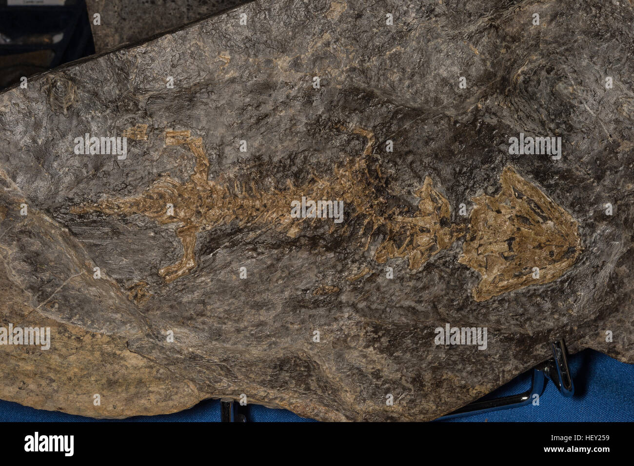 Fossil stem-tetrapod, Discosauriscus pulcherrimus, Discosauriscidae, Cenomanian Layers, Permian Period, Boskovice Furrow. Czech Rupublic, Europe Stock Photo