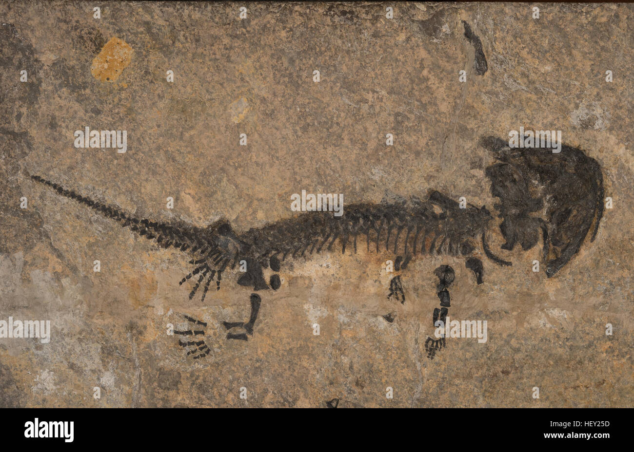 Fossil stem-tetrapod, Discosauriscus pulcherrimus, Discosauriscidae, Cenomanian Layers, Permian Period, Boskovice Furrow. Czech Stock Photo