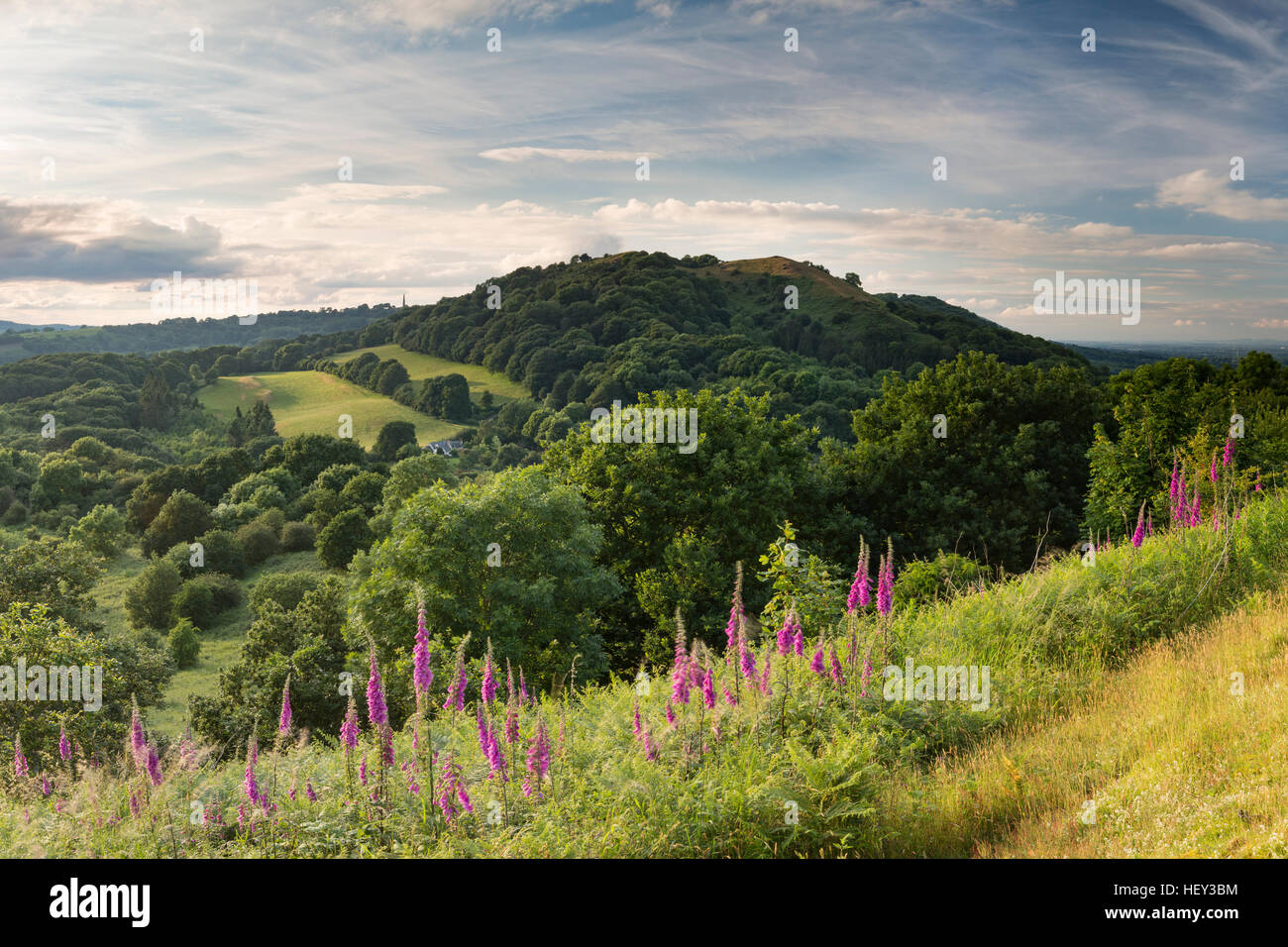 Whiteleaved Oak stands on the side of Raggedstone hill, Malvern Hills, Herefordshire Stock Photo