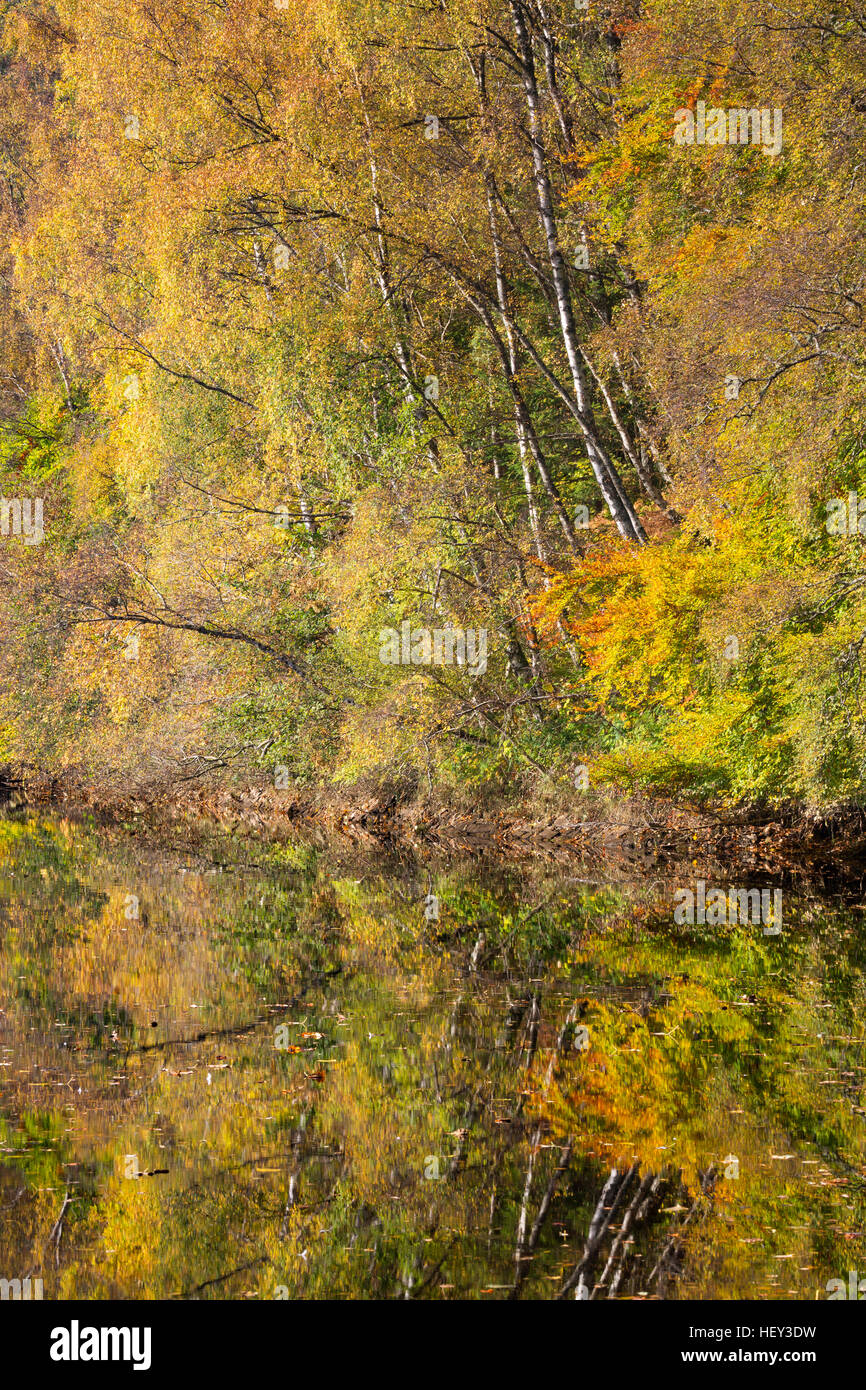 The Silver Birches and Beech trees with their stunning Autumn colours line the edge of Loch Faskally, Perthshire, Scotland. Stock Photo