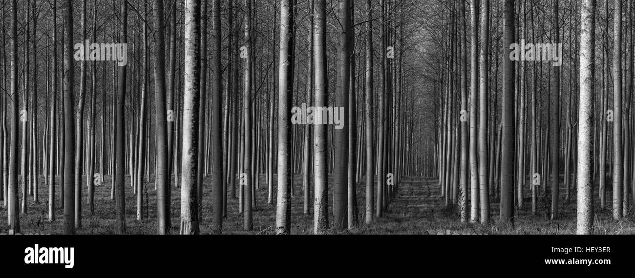 Poplar trees growing in a plantation in the Winter. Stock Photo