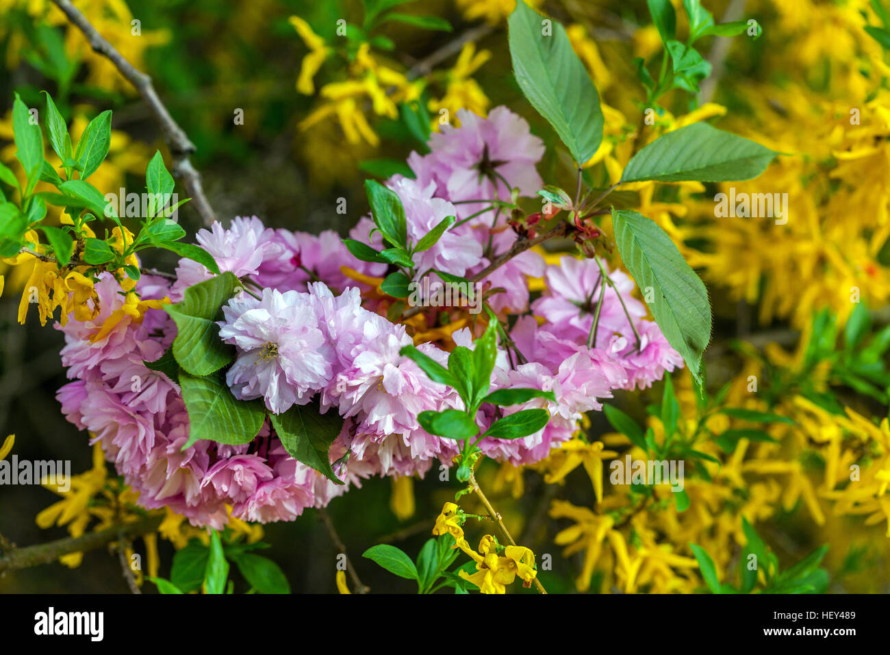 Pink flowering cherry tree twig and background of yellow forsythia blooming, budding leaves Stock Photo
