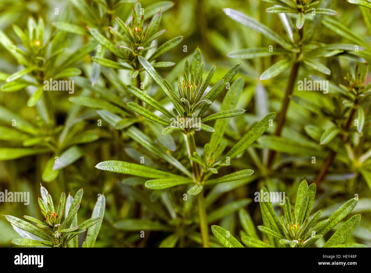 False Baby's Breath Galium mollugo Stock Photo Alamy