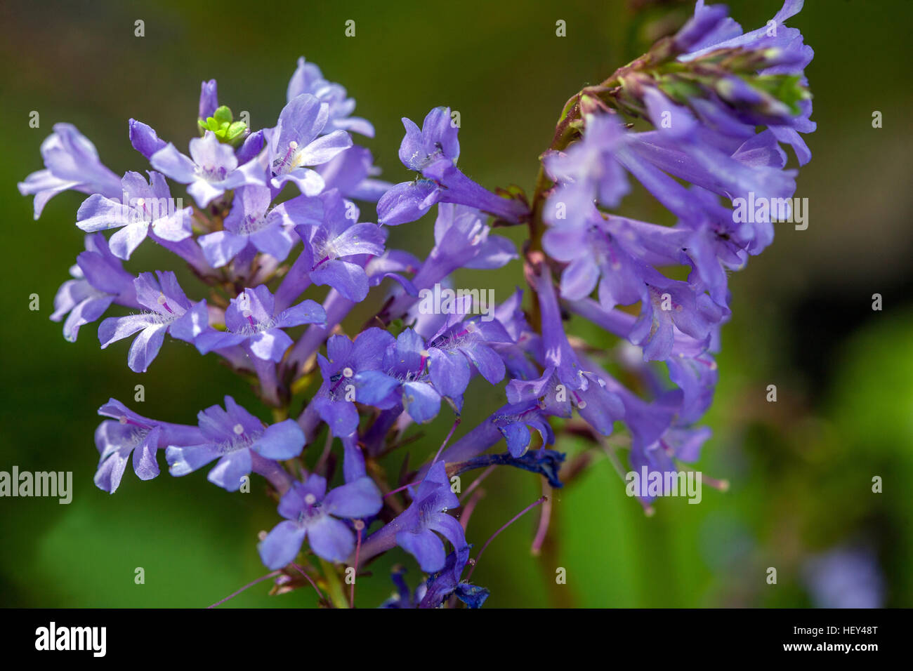 Wulfenia carinthiaca, in bloom Stock Photo