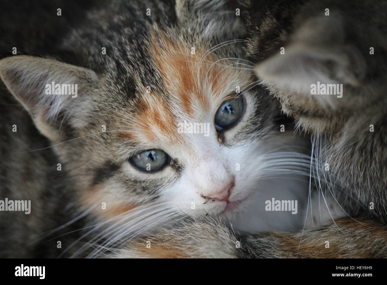 Kedi yavrusu hi-res stock photography and images - Alamy