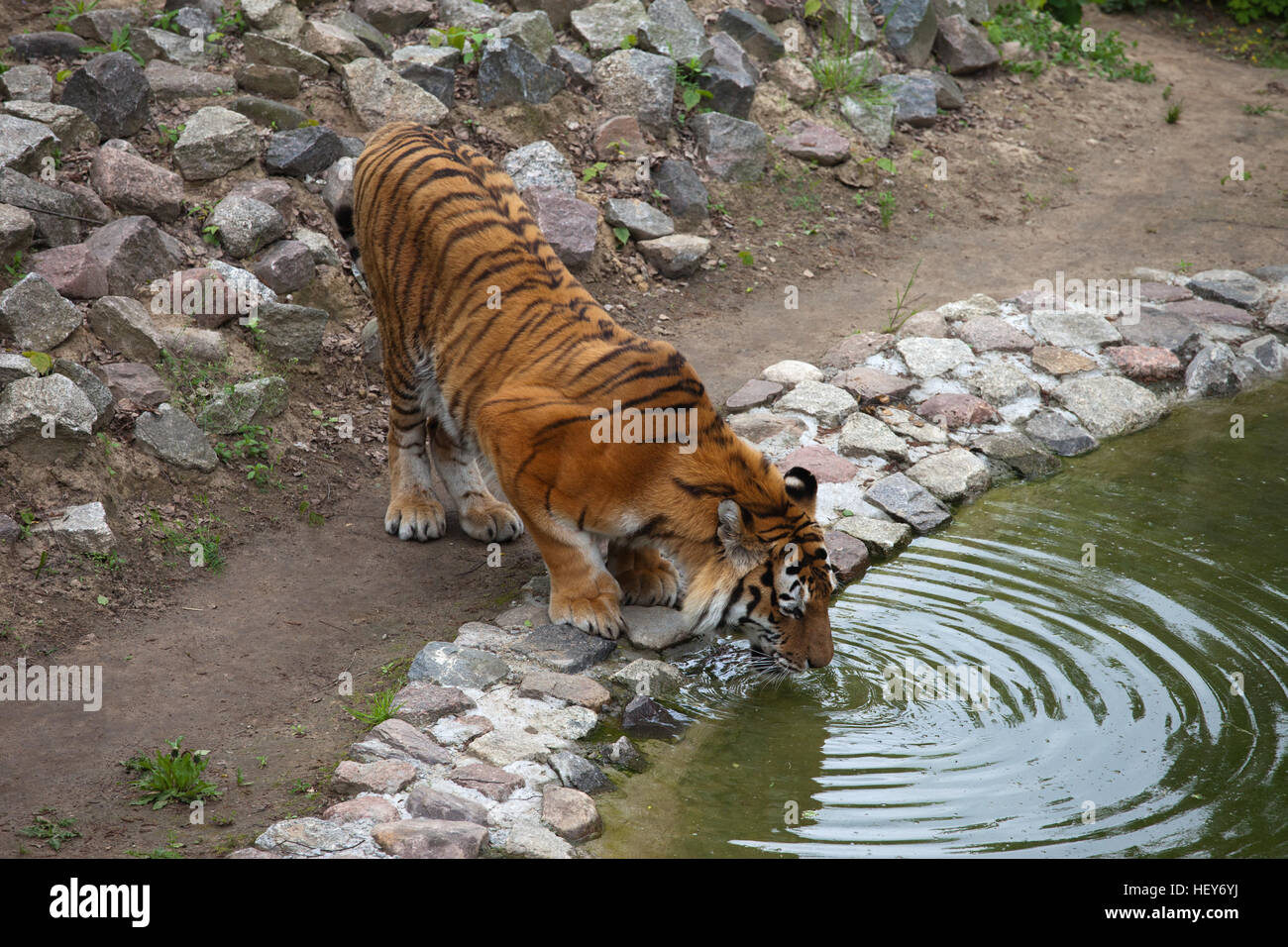 Siberian tiger or Amur tiger (Panthera tigris altaica) drinking water ...