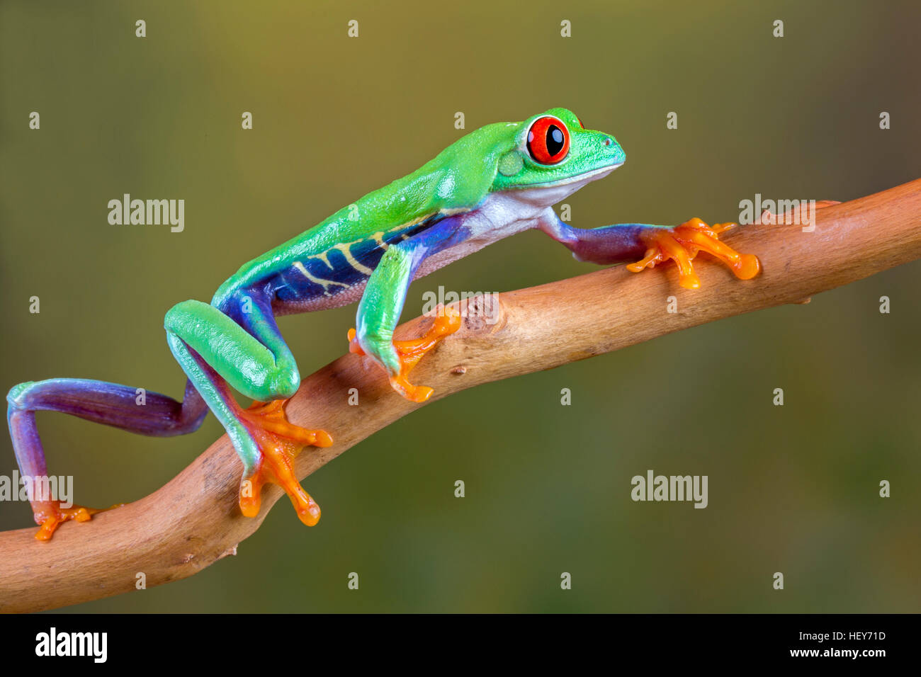 Red-eyed Tree Frog Stock Photo