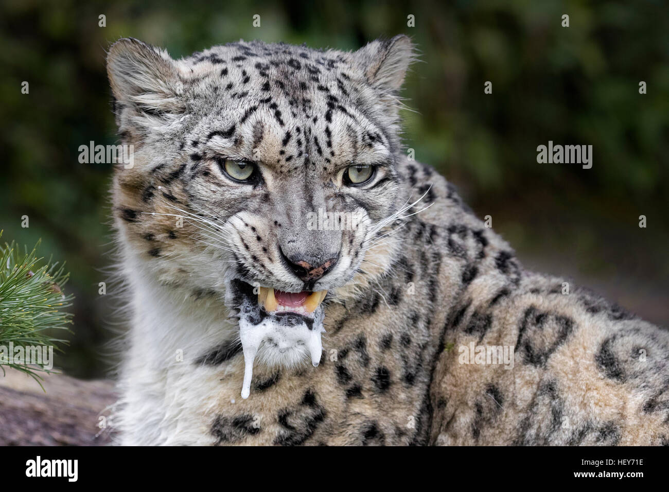 Snow leopard Stock Photo