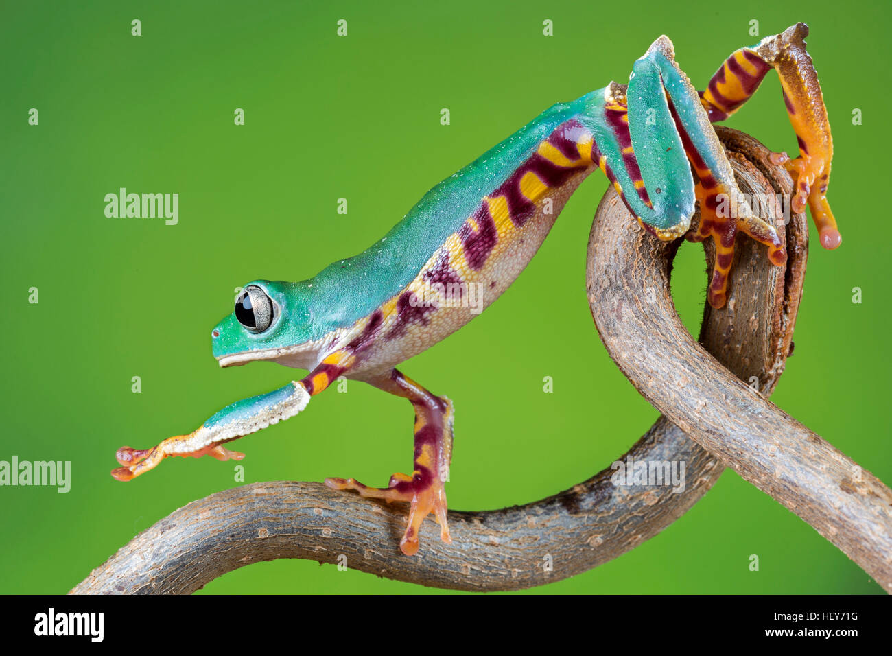 Tiger legged monkey frog hi-res stock photography and images - Alamy