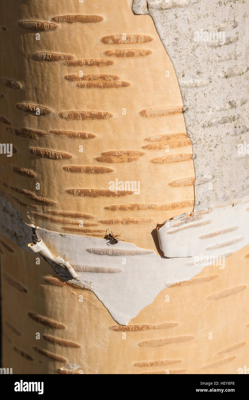 peeling bark of a white birch tree in England Stock Photo Alamy