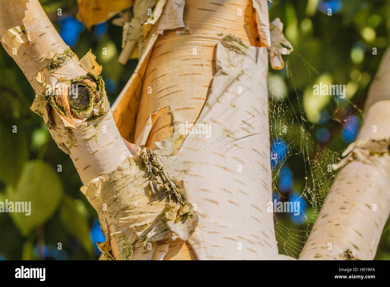 peeling bark of a white birch tree in England Stock Photo Alamy