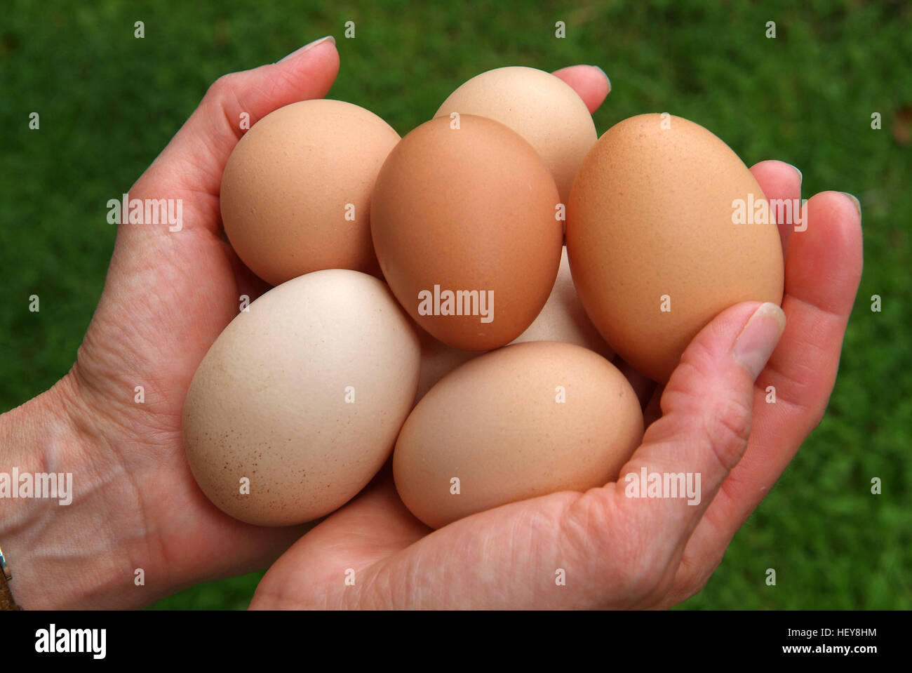 A double handful of chicken eggs. Stock Photo