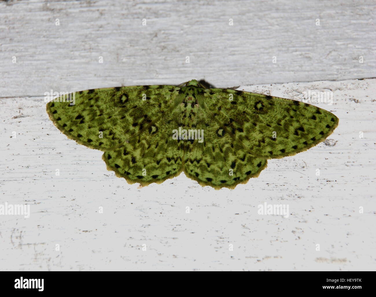 Butterfly with open wings. Green moth. Geometer moth, Geometridae Stock Photo
