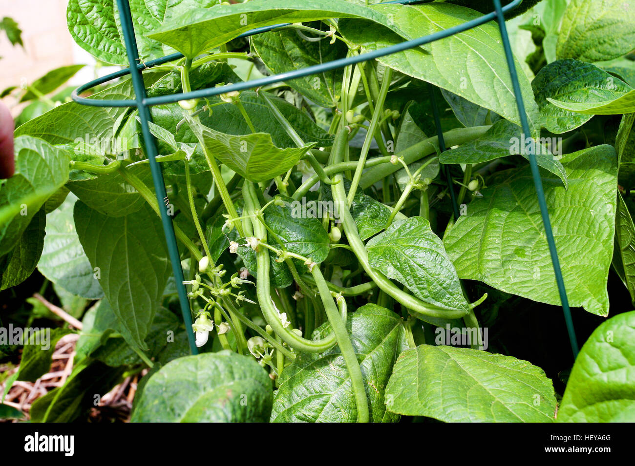 Bean stalk hires stock photography and images Alamy